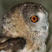 Een nieuwe soort Strix-uil in Oman / A new species of Strix owl from Oman
